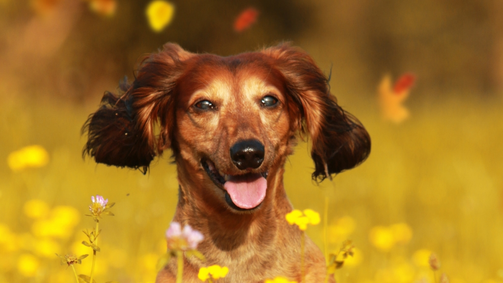 A dog in a flower field