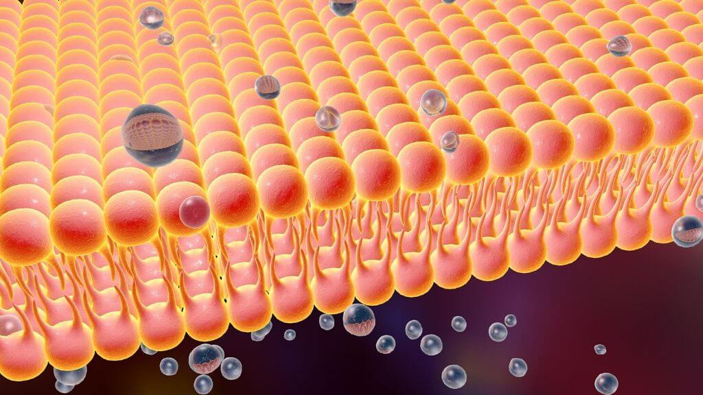 Microscopic view of a cell membrane