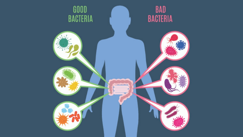 Are Probiotic Supplements Safe? The Risks & Benefits to Your Health |  1MD Nutrition™