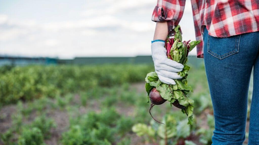 Farmer carrying beet roots