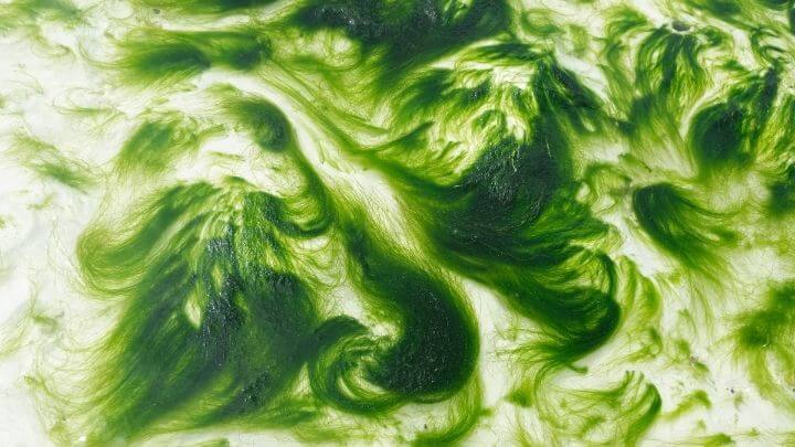 Algal bloom in a tropical ocean