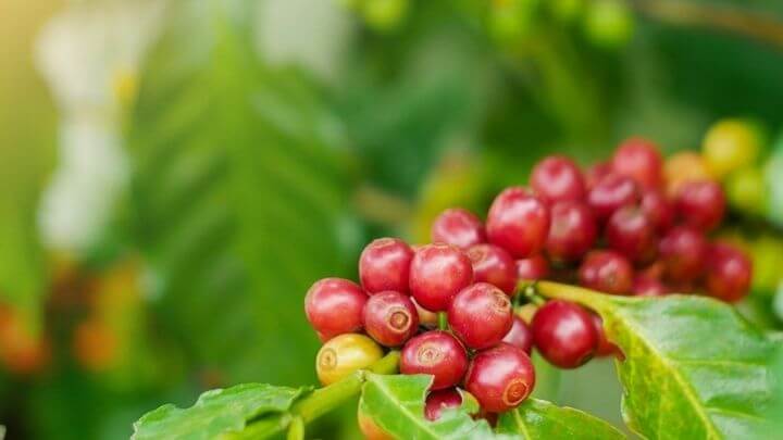 Coffee fruit