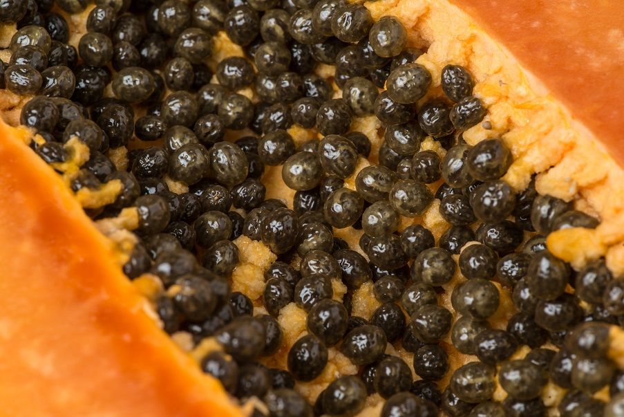 papaya seeds for growing