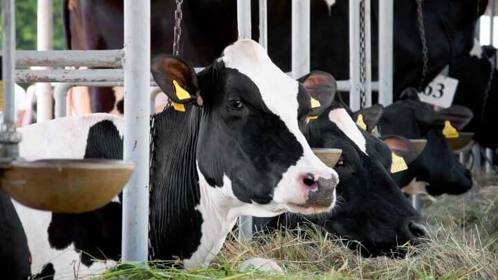 Cows in a farm