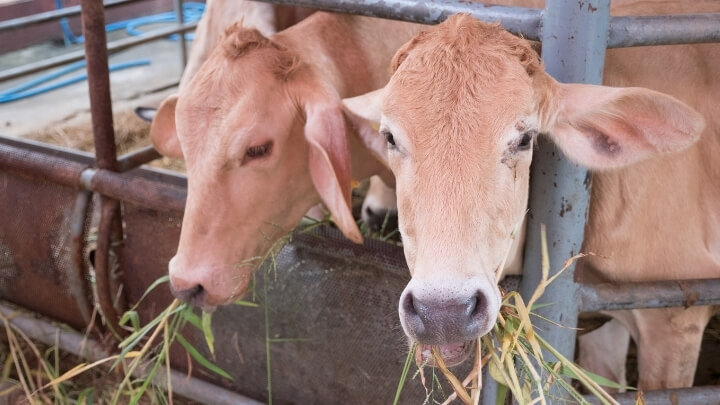 Cows in a farm eating grass