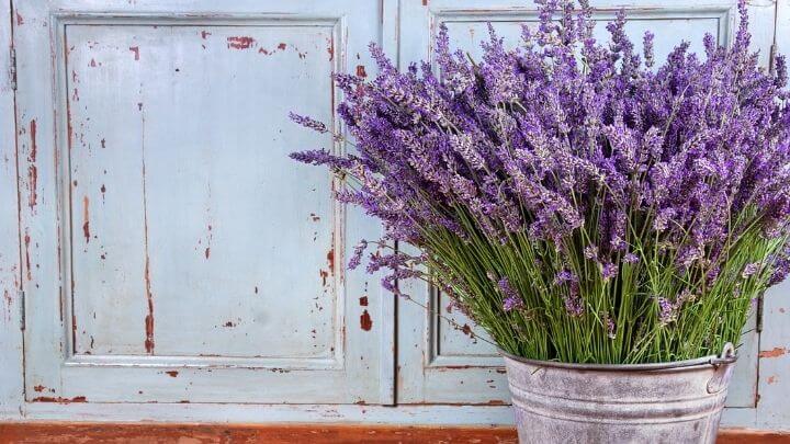 Lavender in a tin bucket