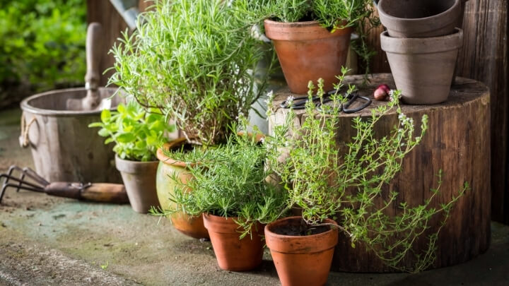 Herbs in pots on the back yard