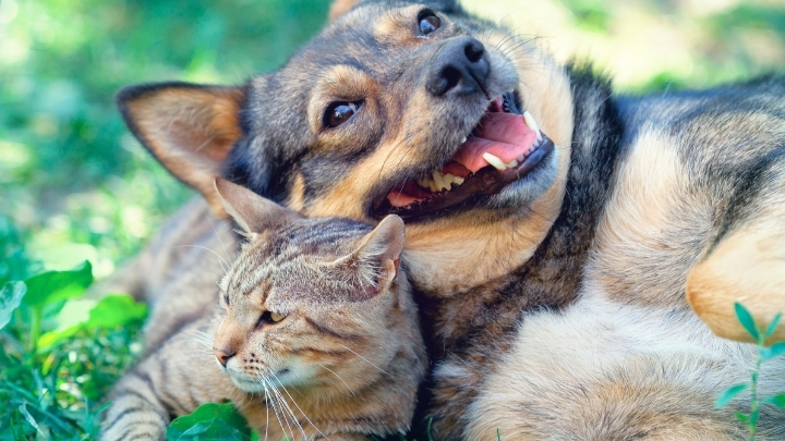 A cat and a dog playfully lying next to each other