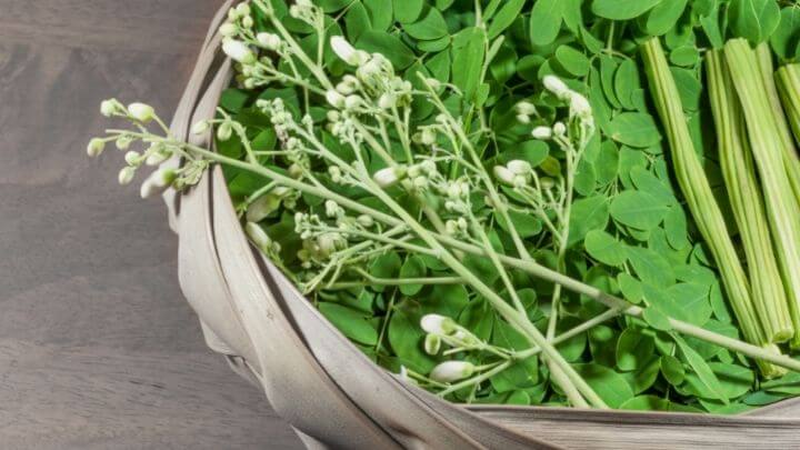 Moringa leaves