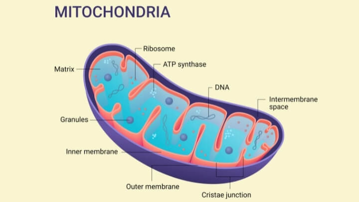 Mitochondria diagram