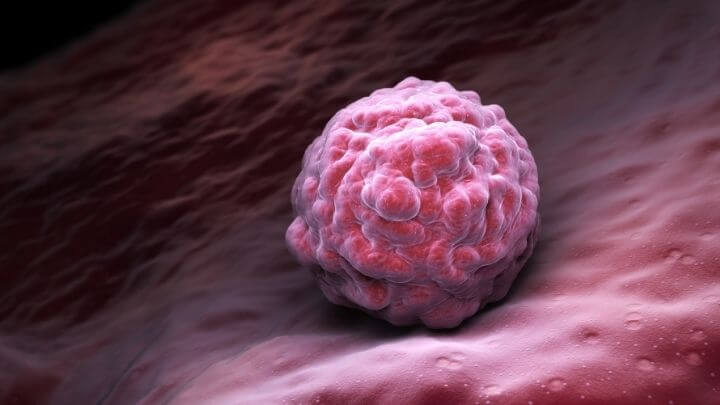 Embryonic stem cell