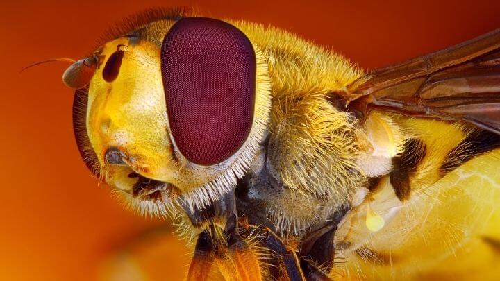 Macro image of a bee's head