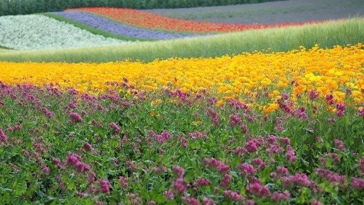 A field of wild flowers