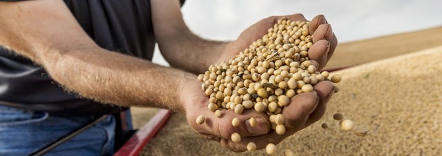 Walking Fields Soybeans