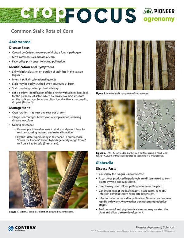 CK Seeds | Common Stalk Rots of Corn Cover