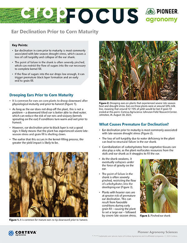 CK Seeds | Ear Declination Prior to Corn Maturity Cover