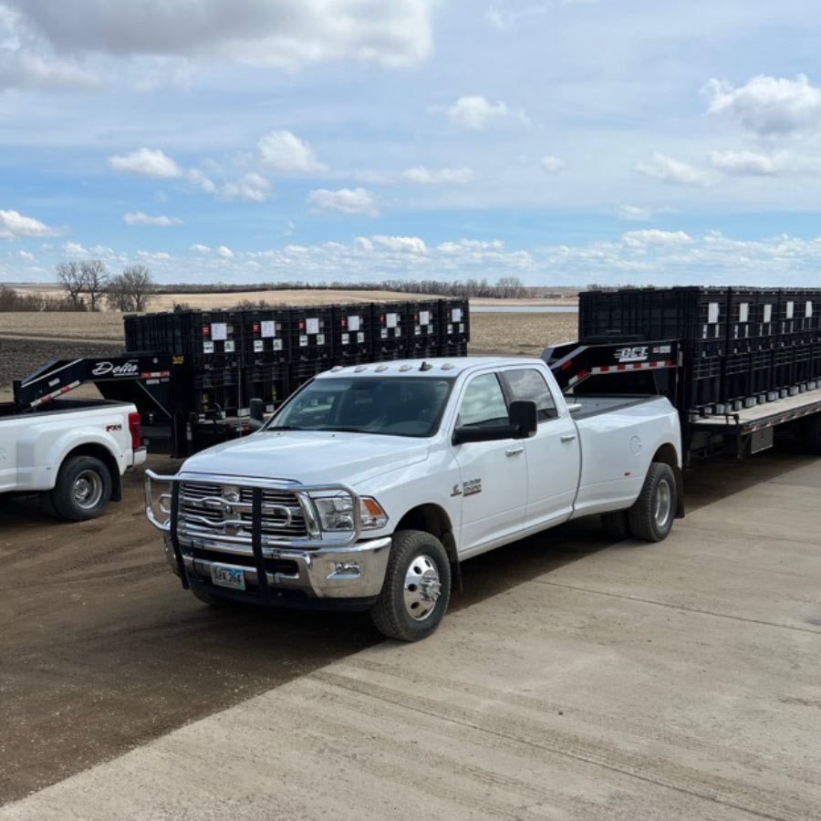 CK Seeds | Inset White Pickups Hauling Bulk Seed to Field