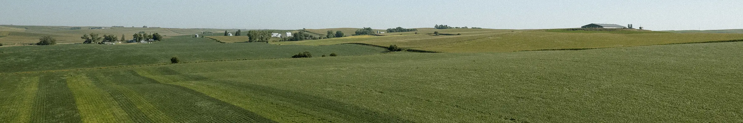 Crop Insur 20220902 COR Plenish Soybean Manilla Iowa 0280 Full Width