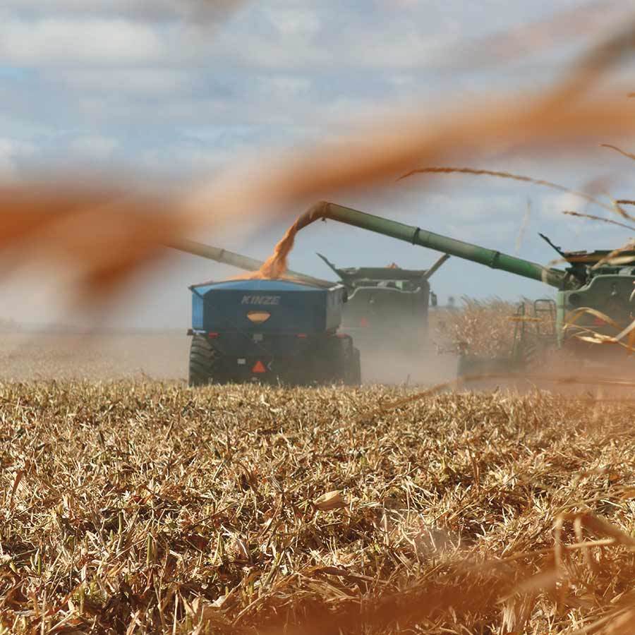 Inset Harvesting Corn Into Wagon IMG 3217