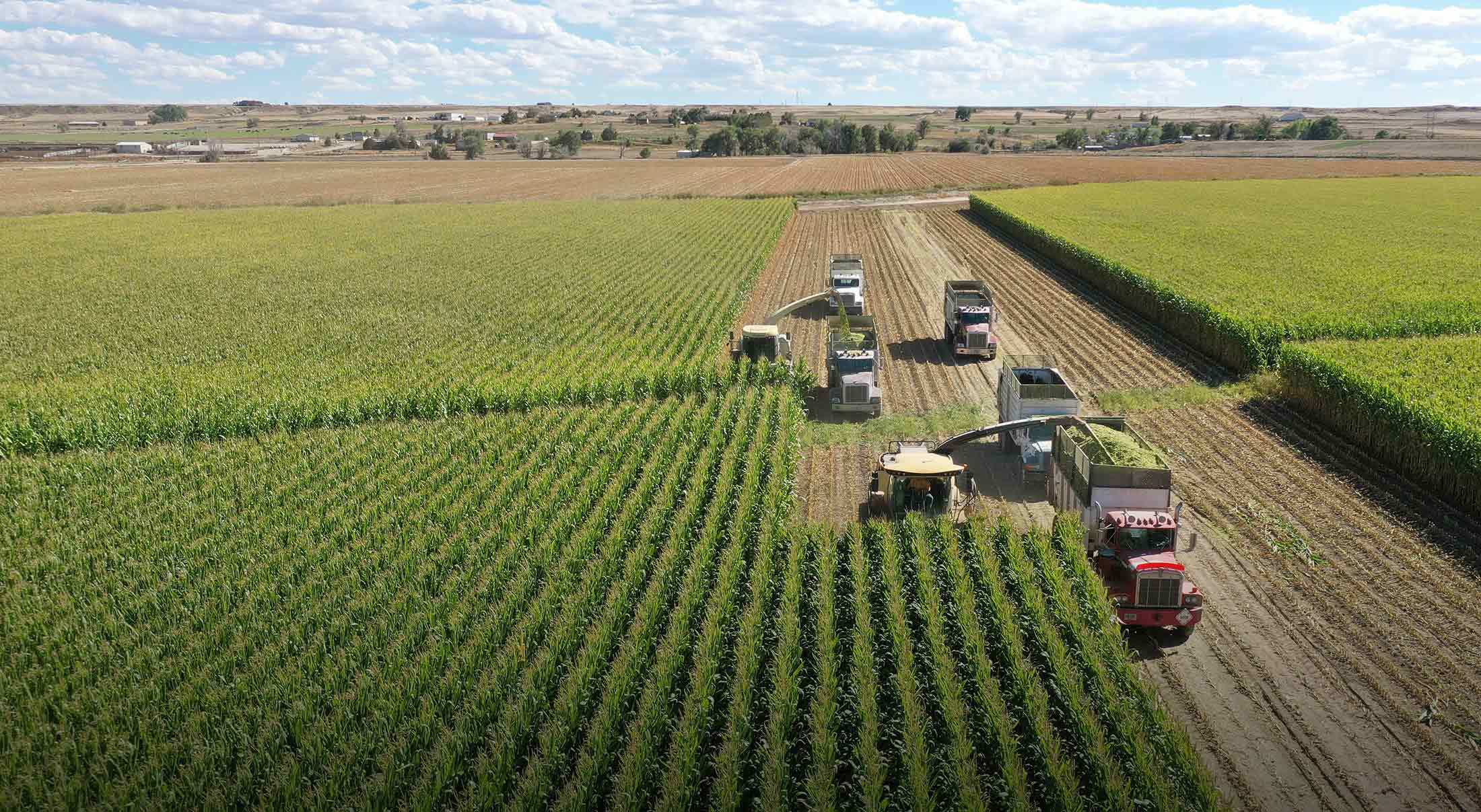 Header Harvest Corn DJI 0862