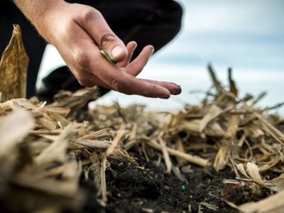 Soybean Seed and Seedling Diseases