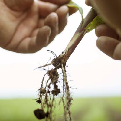 Corn Stand Evaluation