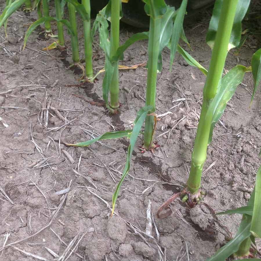 Square Corn Stalks IMG 0539