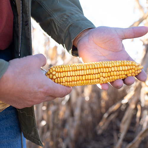 Inset Yield 20181022 COR Corn Meservy Iowa 0081