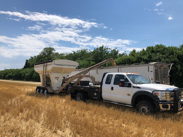 Wheat test plot 2020 5