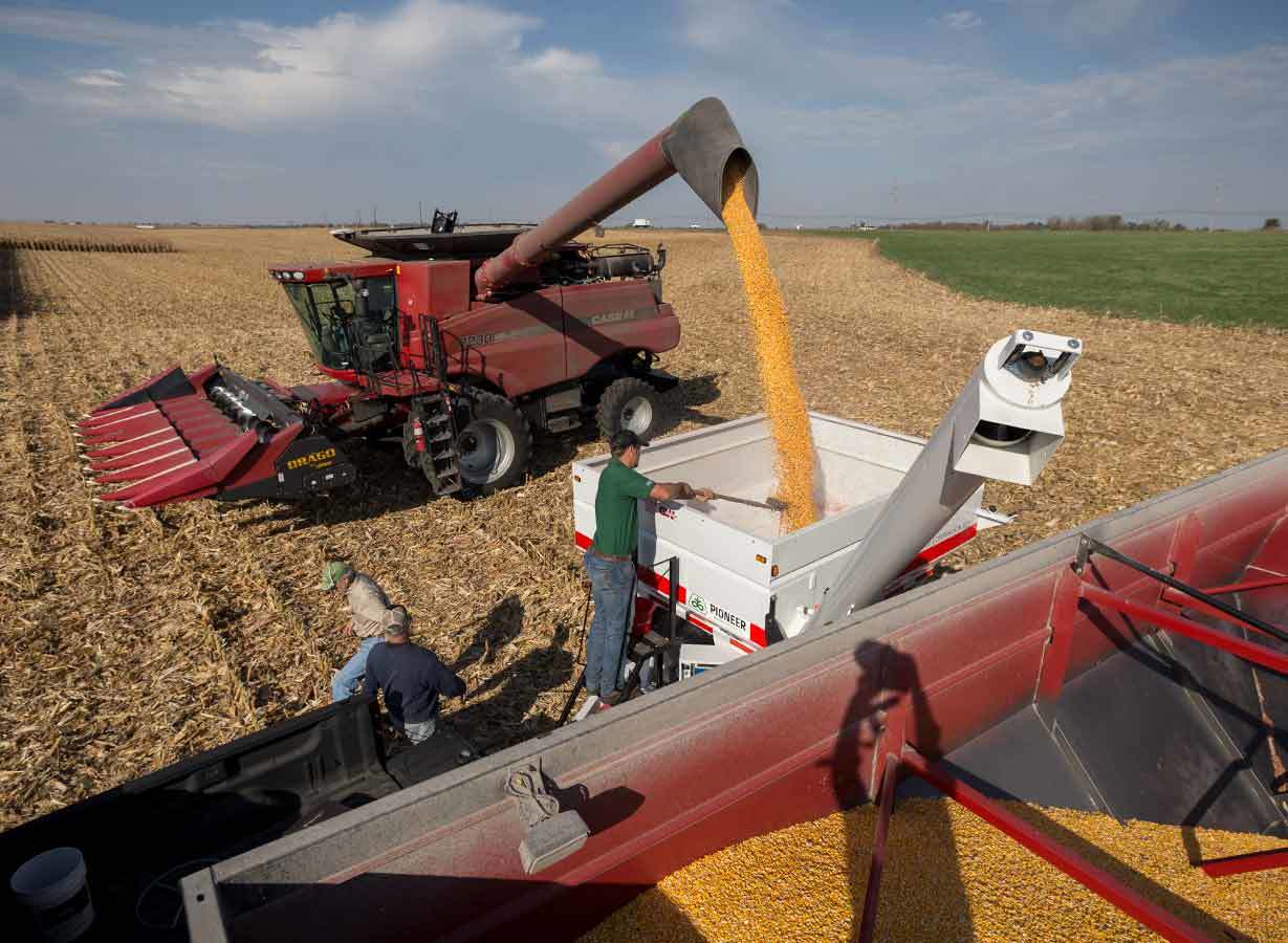 Inset Corn Harvest Minnesota C0382