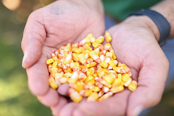 Better Field Solutions Inc. | Inset Handful of Corn Seeds