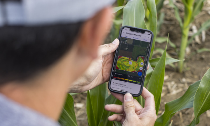 Farmer viewing field data and crop insights on a smartphone in a corn field
