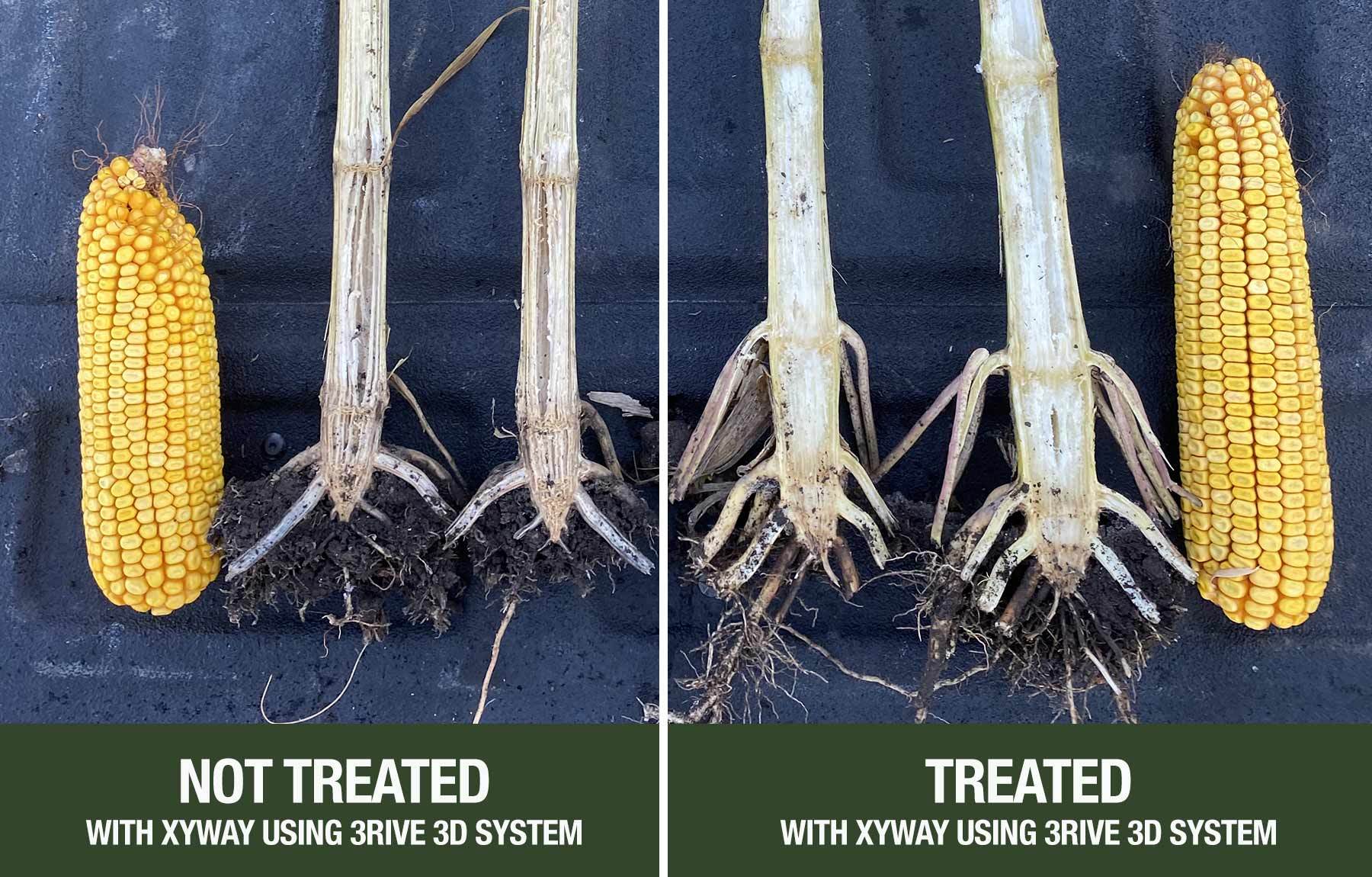 Bierman Corn 1150 left not treated right is treated with xyway 3 RIVE