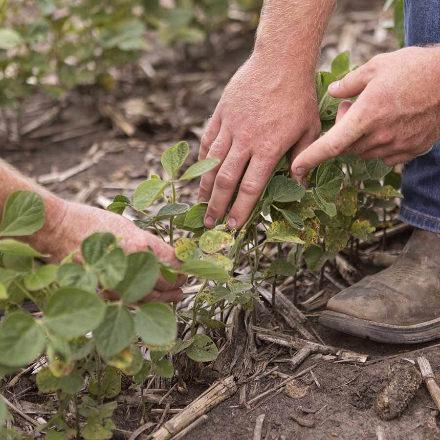 Scouting 20200629 COR Crop Protection Soybean Waukee Iowa 0118