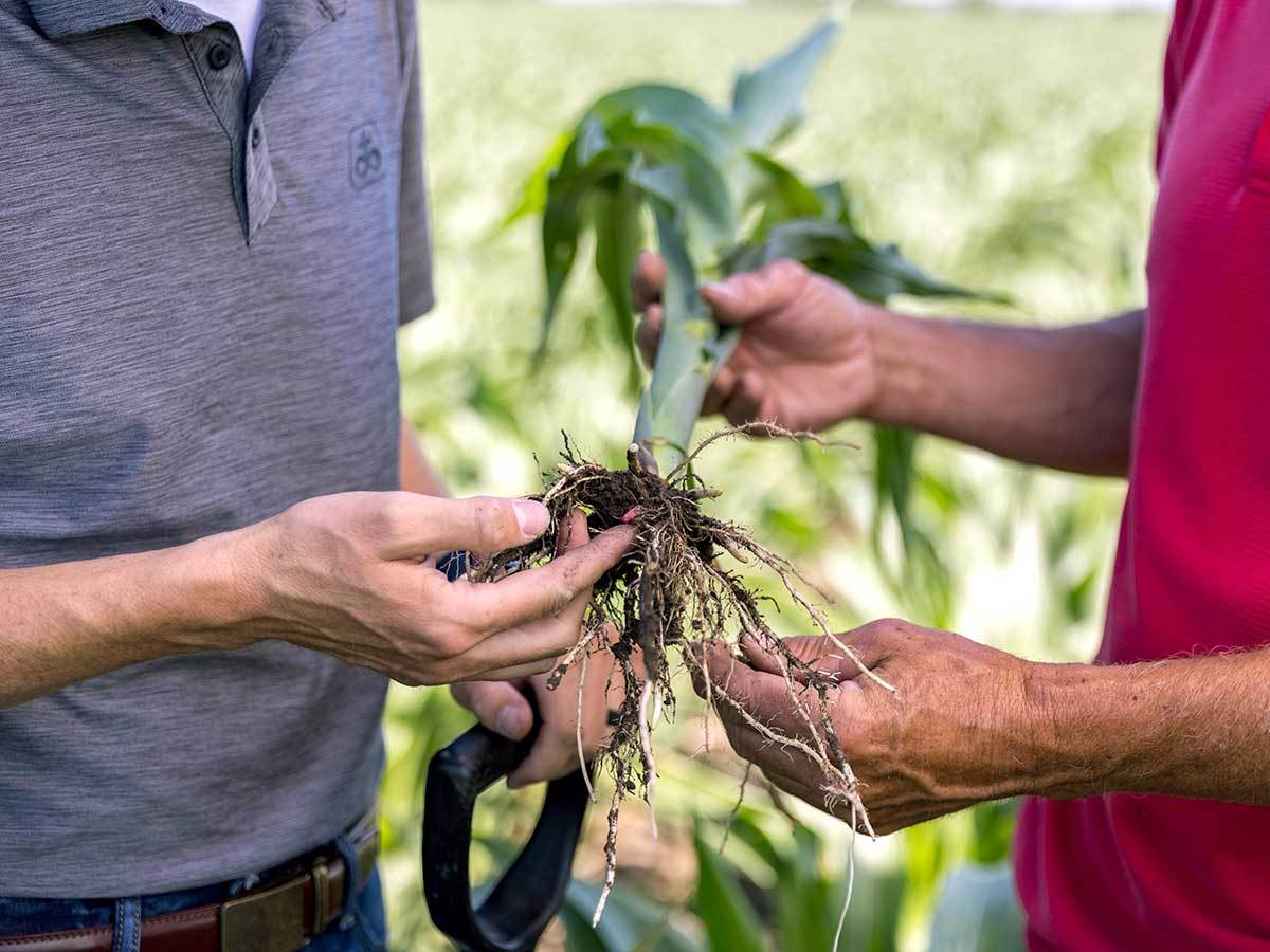 Inset Nutrients 20220623 COR Corn Monroe Nebraska 0483