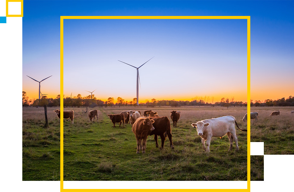 Cows in a field in front of a wind turbine.