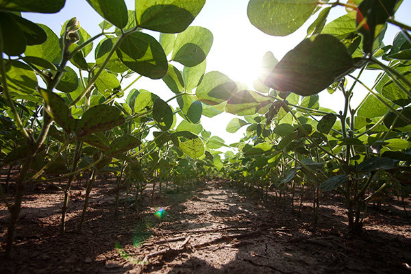 Emenheiser Crop Solutions | Soybean Crop Closeup