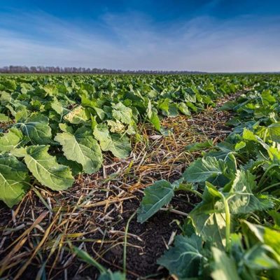 Cover Crops and In-House Insurance