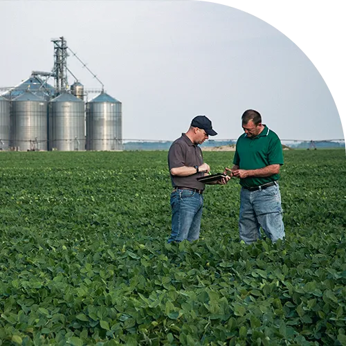 Hamill Brothers | Services Crop Scouting
