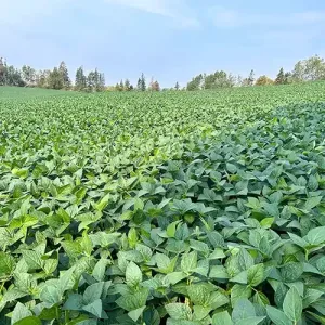 Hamill Brothers | IMG