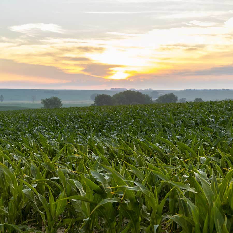 Nutrient Mgmt 20220623 COR Corn Monroe Nebraska 0399