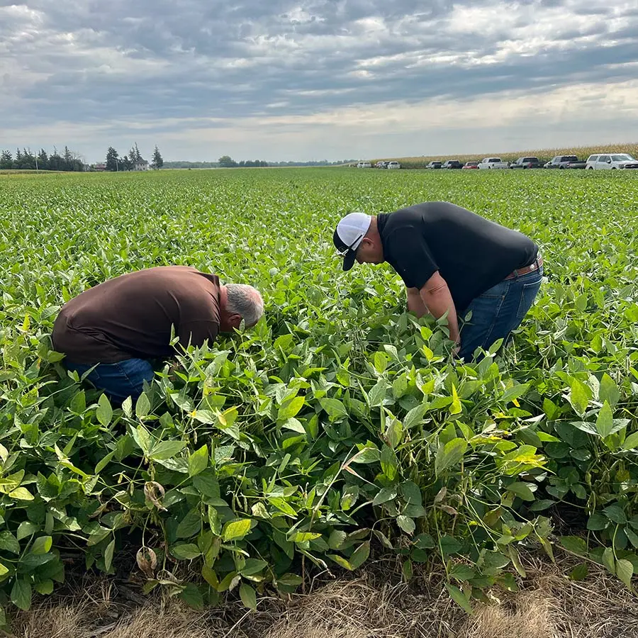 CROP SCOUTING