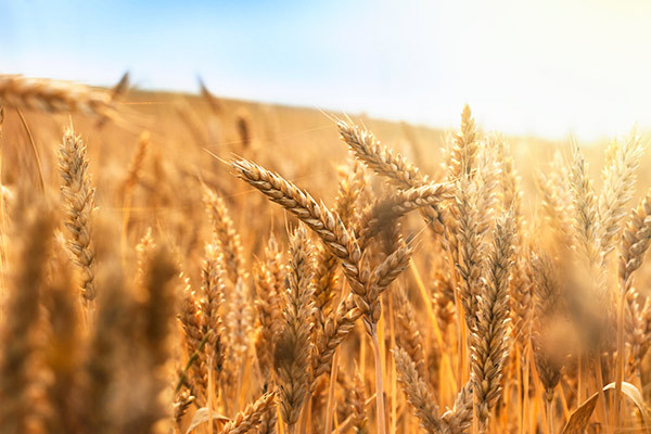 Inset Wheat Getty Images 531184656