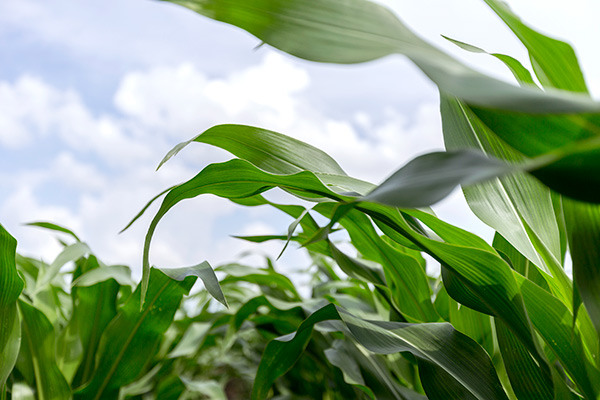 Inset Corn Texas Image Library 1503 R1