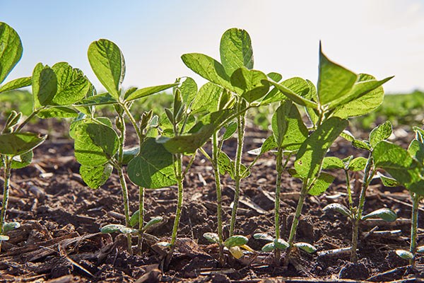 Inset Soy CHP 20170622 Pioneer Soy2017 10277