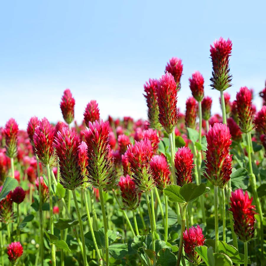 Cover Crop Clover Getty Images 962759970