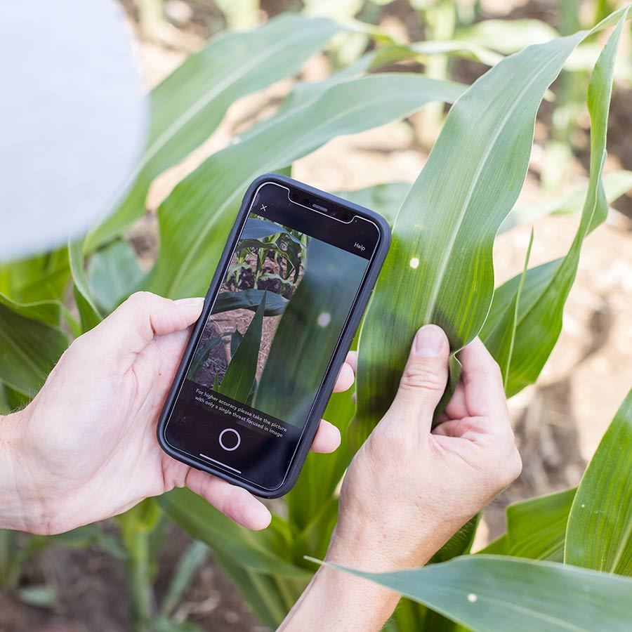 Inset 20220623 COR Corn Monroe Nebraska 0157