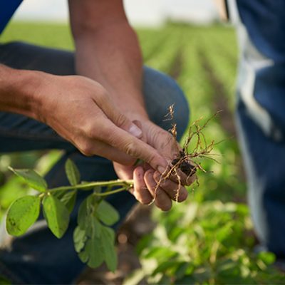 Crop Scouting