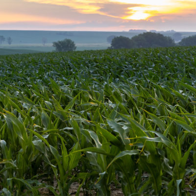 Crop Protection