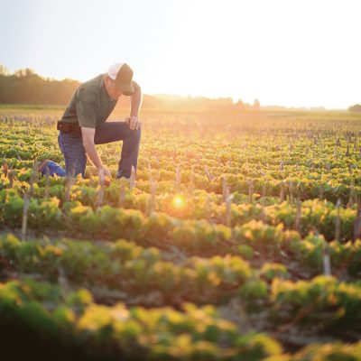 Crop Scouting